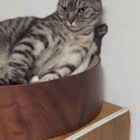猫用ベッドの中の2匹の猫