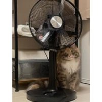 室内にいる猫
