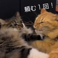 「頼む1回」と書かれた写真