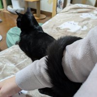 飼い主の腕にしっぽを巻きつける黒猫