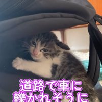 保護された子猫
