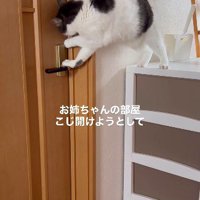 ドアの隙間に手をかける猫