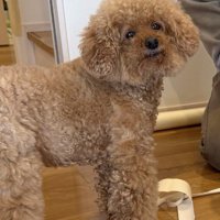 壁紙を貼り替える飼い主のそばに佇む犬