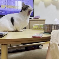 大きく口を開けた猫
