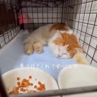 寝ている猫