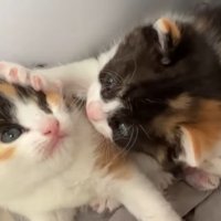 寄り添う子猫たち