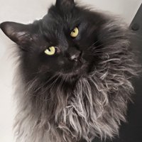 黒い長毛猫
