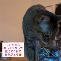 瓶に入ったおやつに顔を近づける猫