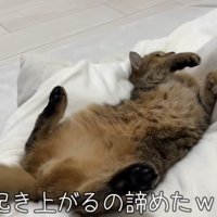 起き上がるのをあきらめたみにらくん