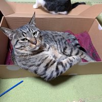 段ボール箱の中でドヤ顔して座る猫（上から）