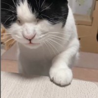 おやつを食べている猫