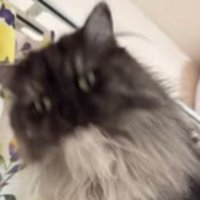 毛繕いしている猫