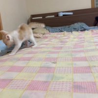 落ちる猫
