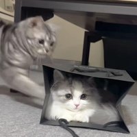 猫が入った紙袋を攻撃する猫