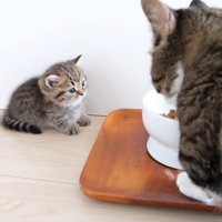 食事中の猫を見る子猫