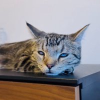 棚の上で寝るキジトラ猫