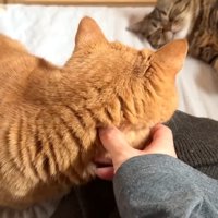 なでなで中の後ろ姿