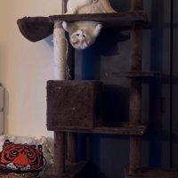 落ちないよう、逆さまになった体勢で踏ん張る猫