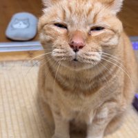 眠たそうに目を細める猫