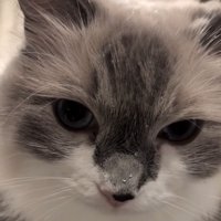 顔に水滴がついた猫