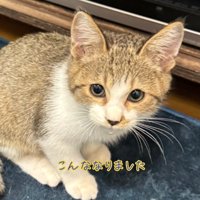 カメラを見て座る子猫