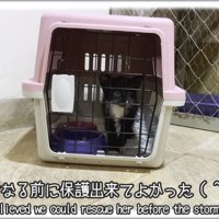 キャリーの中にいる子猫