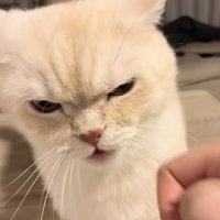 飼い主さんに怒るミヌエット