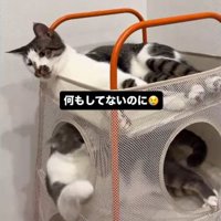 ベッドの上段で顔を前に向ける猫