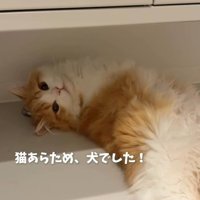 飼い主を見つめながら寝転がる子猫