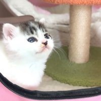 ペットサークルから顔を出す子猫