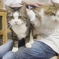 膝にのる2匹の猫2