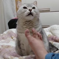上を向きながら目を細める猫