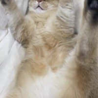 バンザイする猫