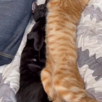 黒猫のいる方に寝返りを打つ茶トラ猫