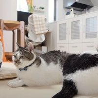 座っている猫たち