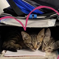 ランドセルの中でくつろぐ2匹の子猫