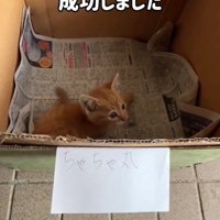 ダンボールの中の猫