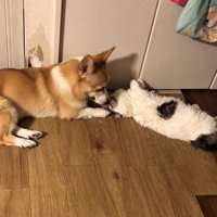 ラブラブな猫と犬