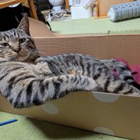 段ボール箱の中でドヤ顔して座る猫（正面から）