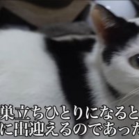 お出迎えする大人猫
