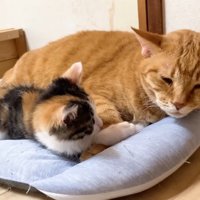 添い寝するふたり