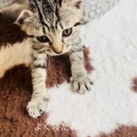 猫用ベッドを出ながら伸びをする子猫