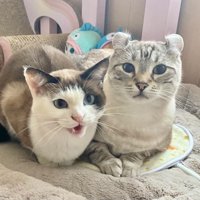 くっついている2匹の猫