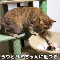 ハンモックの中の子猫に手を伸ばす成猫