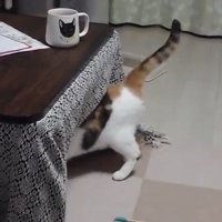 こたつに吸い込まれていく様子の三毛猫