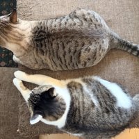 上から見た2匹の猫