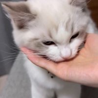 女性の手の上にあったおやつを食べる猫