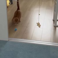 床に転がる青いボールを追いかけるらむくん