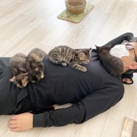 男性の上で寝る4匹の子猫