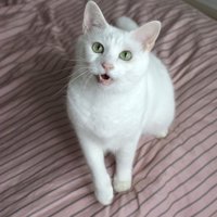 鳴いている白猫